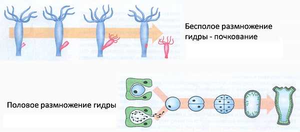 Kraken 14 at сайт
